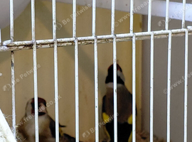 4 pair goldfinchs for sale 2025