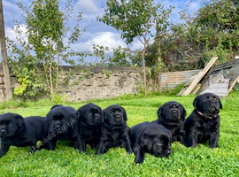 Beautiful Black Labrador Puppies