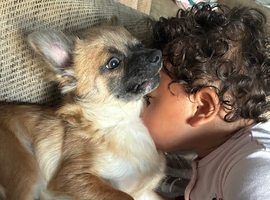 Boy chihuahua