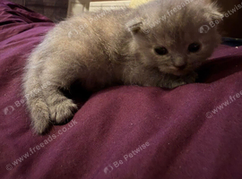 Half British shorthair for sale