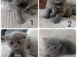 British short haired kittens for sale