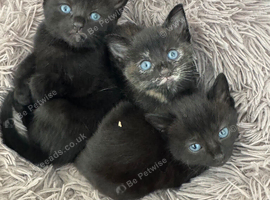 4 Kittens for sale ready 16th of Aug