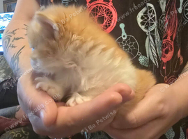 Maine coon Cross kitten