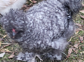 2 beautiful silkies