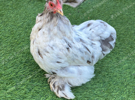 Pekin bantam hens with rooster