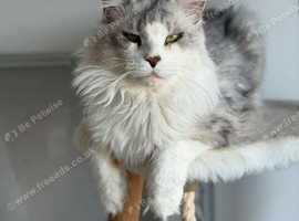 Stunning Maine coon available