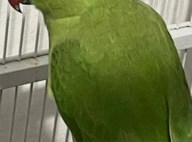 Beautiful male Ringneck + FREE CAGE ♡