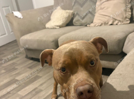 Staffy boy