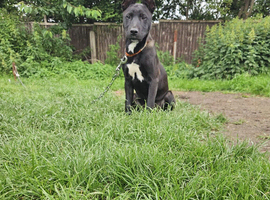 Female Bullherder pup