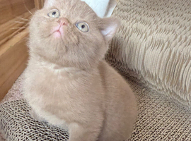 kittens