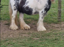 Gorgeous mare and foal