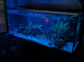 Turtle and fish full set up *please read*