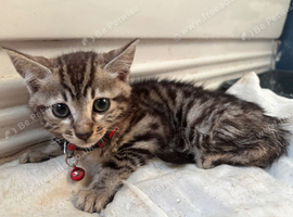 X3 bengal cross kittens