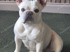 MEARL FRENCH BULLDOG