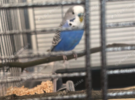 Budgie
