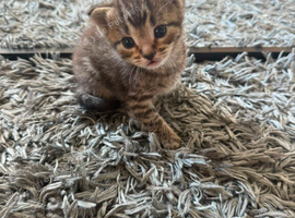 5 beautiful kittens
