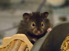 Long Haired Male Syrian Hamsters