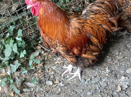 Gorgeous gold laced Orpington Cockerel