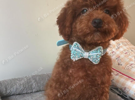 Asian toy poodle puppy boy