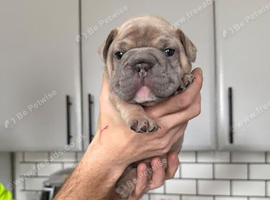 Puppies