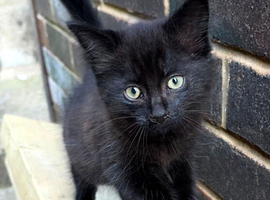 Kittens