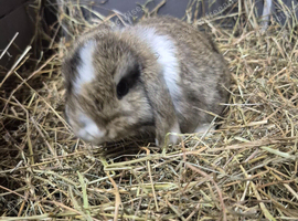 Mini lops 8 week old ready for new homes now