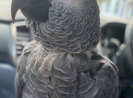 African Grey Parrot Seeking New Home