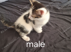 4 kittens ready for their forever homes