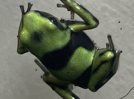 Green and black dart frogs