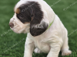 Kc registered tri colour working cocker spaniels