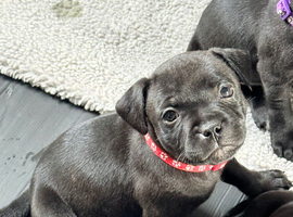 Staffordshire bull terrier puppies