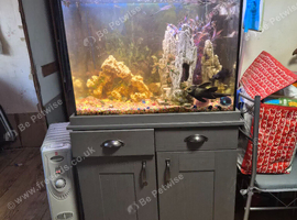 Fish and tank