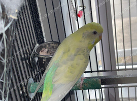 4 mixed budgies
