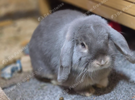Mini lop buck