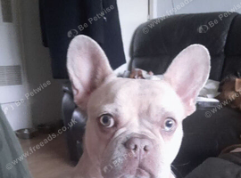 Champagne & merl French bulldog
