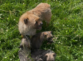 Cairn Terrier X Border Terrier Puppies