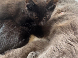 2 adorable Russian Black babies kittens