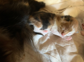 3 gorgeous kittens