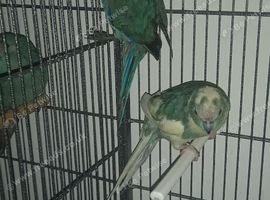 Lovely pair of kakariki