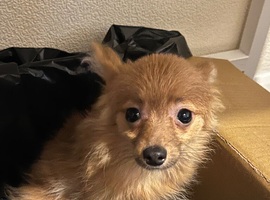 lovely Pomeranian puppy