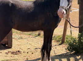 Black show cob