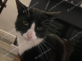 2 Beautiful 6 year old male cats
