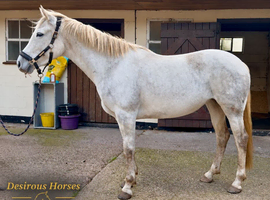 STUNNING Connie X ISH Mare