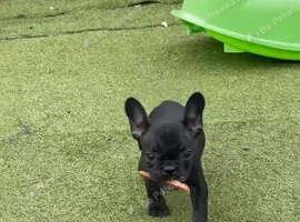 Male French Bulldog Pup