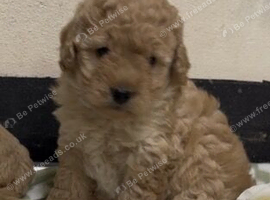 Cockapoo pups ready