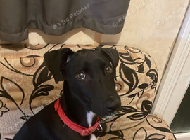 12 weeks old dog