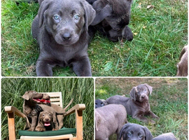 Chunky Silver & Charcoal Labrador Retriever Puppies