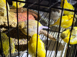 Fancy canary