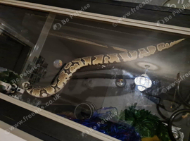 9 month old python and set up.