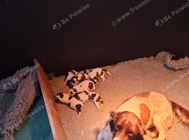 English spinger puppies